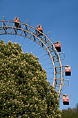 Vienna Austria Prater Big Wheel in spring blooming  chestnut trees