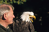 Bald Eagle, Daisy, Herr Klapproth, Harzfalkenhof, near Bad Sachsa, Harz mountains, Lower Saxxony, Germany