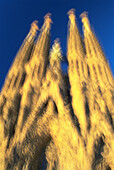 Sagrada Familia (Church of the Holy Family). Barcelona. Spain