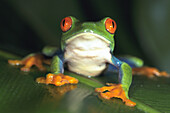 Red-eyed Treefrog (Agalychnis callidryas)