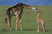 Masai Giraffe (Giraffa camelopardalis tippelskirchi) and calf. Masai Mara. Kenya