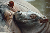 Hippopotamus (Hippopotamus amphibius) and calf