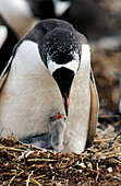Gentoo Penguin (Pygoscelis papua) and chick. Antarctica