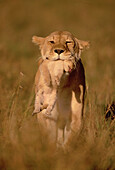 Lioness (Panthera leo) and young cub. Masai Mara. Kenya