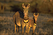 Grevy s Zebra (Equus grevyi) and foal. Lewa Downs. Kenya