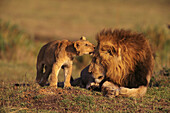 Lion (Panthera leo) and cub