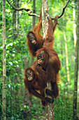 Orangutans (Pongo pygmaeus). Borneo