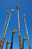 Giraffe (Giraffa camelopardalis). San Diego Zoo. California. USA