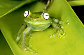 Tree Frog (Hyla granosa)