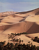 Tarhit oasis. Sahara. Algeria