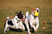 Jack Russell Terriers