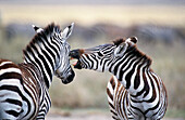 Common zebras (Equus quagga boehmi). Serengeti. Tanzania
