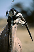 Gemsbok (Oryx gazella). South Africa