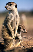 Meerkats (Suricata suricatta). South Africa