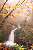 Waterfall in fog, autumn