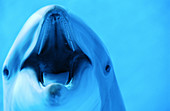 Bottlenose Dolphin (Tursiops truncatus)