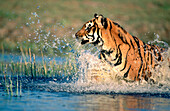 Bengal Tiger (Panthera tigris tigris), captive. India