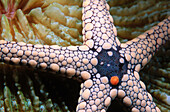 Starfish on mushroom coral. Papua New Guinea