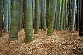 Giant bamboo. Hokoku-Ji Temple. Kamakura. Japan