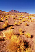 Atacama Desert. Chile