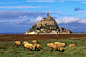 Mont St. Michel, sheep grazing at fore, Normandy, France