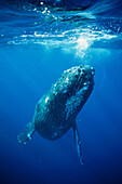 Humpback Whale