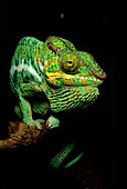 Panther Chameleon, Madagascar