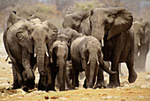 African Elephants