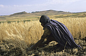 Farm works. Gondar. Ethiopia.