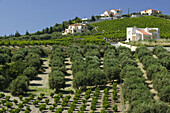 Vineyards. Pano Archanes. Central Iraklio Province. Crete