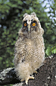 Young Eagle Owl (Bubo bubo)