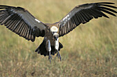 White-backed Vulture (Gyps africanus). Kenya