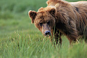 Grizzly Bear (Ursus arctos horribilis). Alaska. USA