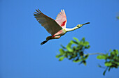 Roseate Spoonbill (Ajaja ajaja). Costa Rica