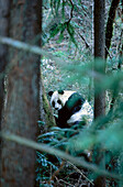 Giant Panda (Ailuropoda melanoleuca).