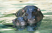 Pygmy Hippopotamuses (Hexaprotodon liberiensis)