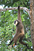 Muller s Gibbon (Hylobates mullerii). Borneo