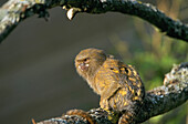 Pygmy Marmoset (Cebuella pygmaea)