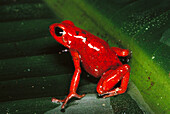 Red Poison Dart Frog (Dendrobates pumilio). Costa Rica