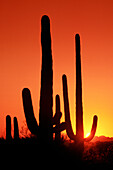Cactus. Saguaro National Park. Arizona. USA