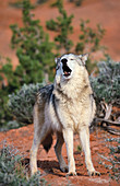 Tundra Wolf (Canis lupus tundrarum)