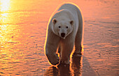 Polar Bear (Ursus maritimus)