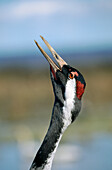 Common Crane (Grus grus)