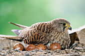 Kestrel (Falco tinnunculus) with eggs