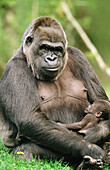 Lowland Gorillas (Gorilla gorilla)