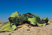 Welwitschia (Welwitschia mirabilis)