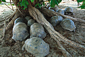 Aldabra Tortoises (Dipsochelys elephantina)
