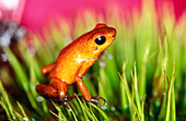 Red Poison Dart Frog (Dendrobates pumilio). Costa Rica