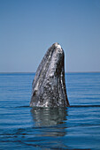 Gray Whale (Eschrichtius robustus). Mexico