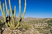 Organ Pipe cactus (Stenocerus thurberi). Baja California. Mexico
